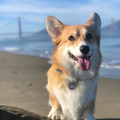 CorgiInTheCity's profile picture. 👋🏼I'm Miso(味噌) the Corgi(コーギー). 👃🏻Nice to Sniff Ya! 📍San Francisco 👣Follow my adventures looking for other loafs like me! 🍞     👼🐶Tofu(豆腐)🌈