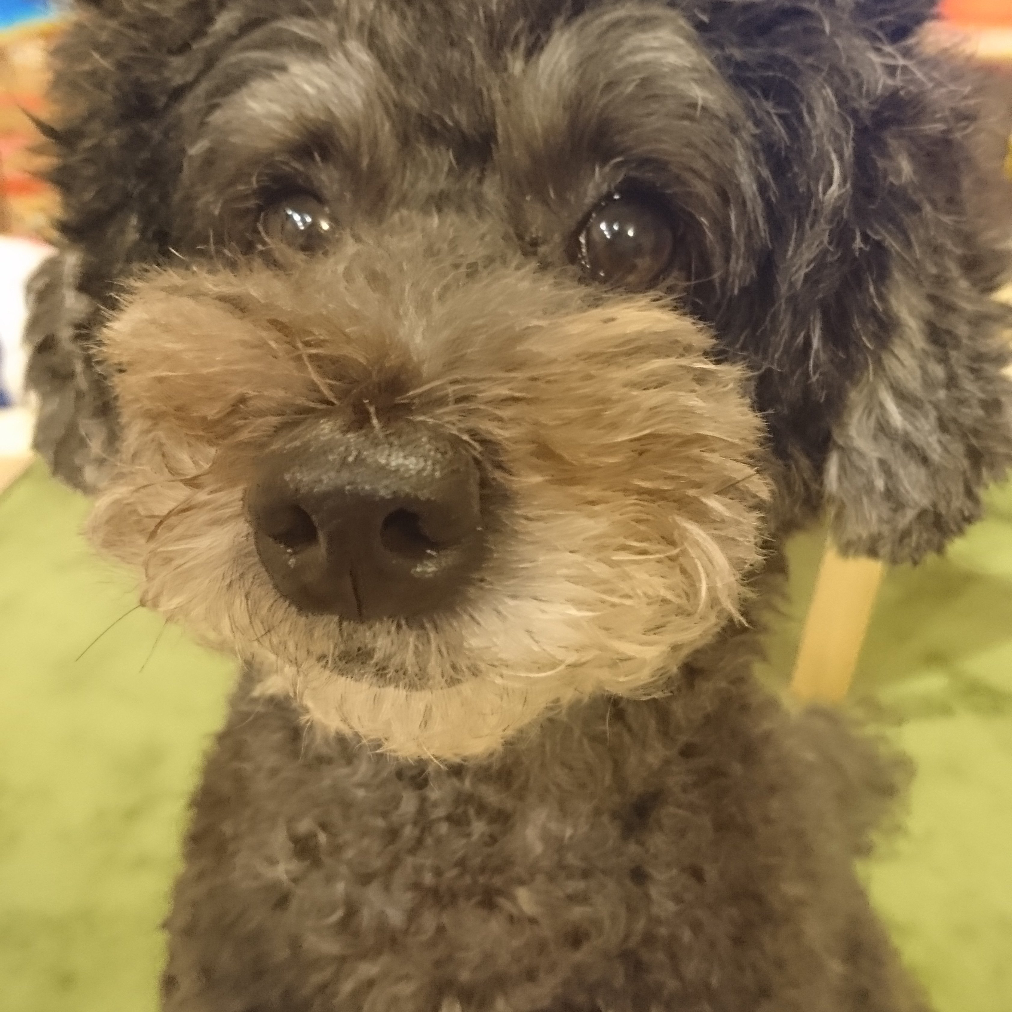 purin purinさんのプロフィール画像