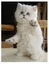 I ♥ Life ♥ animals i will always follow back, come chat with me someday..♥ ♥ DM me your cutest videos and I will put them on my blog...