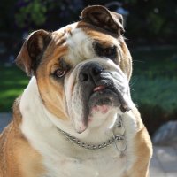 BulldogMama #NoVaxPass(@BulldogMama1) 's Twitter Profile Photo