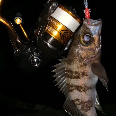 釣り垢🎣 東京湾は横須賀をホームにソルトルアーフィッシングで遊んでます！ ショアジギに絶賛ハマり中w エサ釣りなどもしてるので、みなさんよろしくお願いします(^.^)