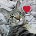 はるねこ (@nekolove_haru) Twitter profile photo はるねこ (@nekolove_haru) Twitter profile photo