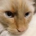 BoCat Siffle (@bosiffle) Twitter profile photo BoCat Siffle (@bosiffle) Twitter profile photo