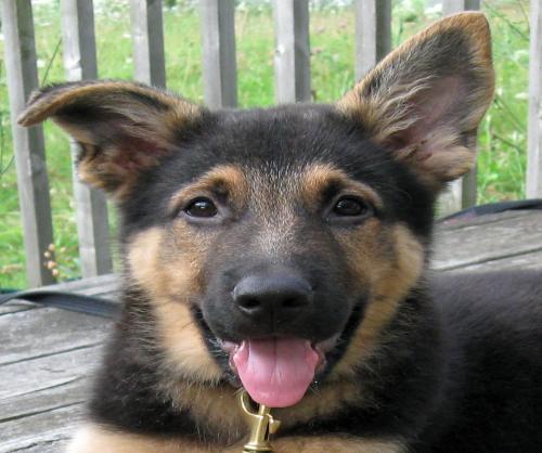 Love my family, my critters, my home, my country.