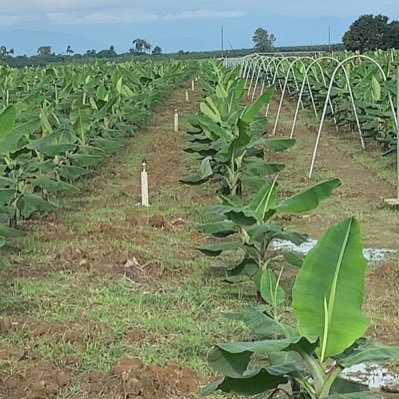 JJsandoya's profile picture. Pasión por la agricultura - banano
