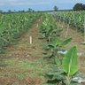 JJsandoya's profile picture. Pasión por la agricultura - banano