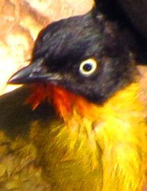 An online database for reporting your bird sightings in Goa and analysing the data!
