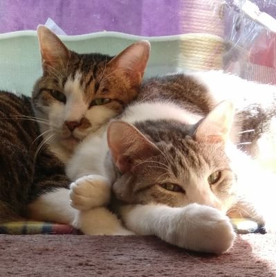 Miy 猫になりたい 長瀬君のコシミノで吹き出した 笑 からの お姫様だっこ 山賊だっこスローモーション 阿部サダヲさんオンステージ 潤沢 また見たい 西田さんのマイウェイ 感動 なんかね 久々に何も考えず笑った気がしたよ 素敵な時間をありがとうございました Miy 猫になりたい 長瀬君のコシミノで吹き出した 笑 からの お姫様だっこ 山賊だっこスローモーション 阿部サダヲさんオンステージ 潤沢 また見たい 西田さんのマイウェイ 感動 なんかね 久々に何も考えず笑った気がしたよ 素敵な時間をありがとうございました