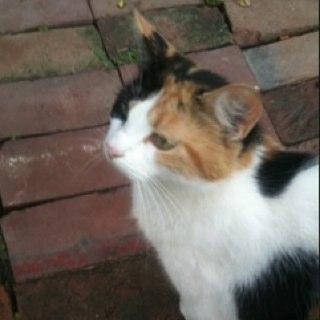 Hotrod54chevy's profile picture. I'm young, I'm stupid, I Twitter a lot... did I mention I'm young?