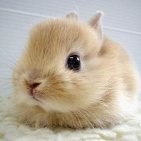 Little Rabbit - @KanDorothy Twitter Profile Photo
