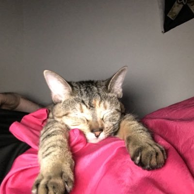 NolaJawa's profile picture. Live or Die, I’m NOLA for life