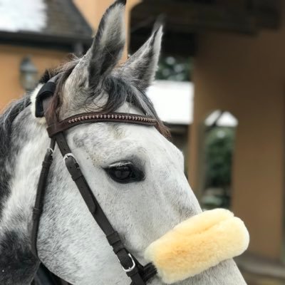 Fille(9yo)2La Meilleur lignée Mondiale KWPN(CSO).Maman Acapitola(soeur de QuiteCapitol etalon)je travaille dur pour devenir championne l'= 2mon grd pere CAPITOL