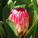 Everett Peacock - @PeacockProteas - Twitter