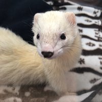 りりっく🐯 (@ririkku) Twitter profile photo