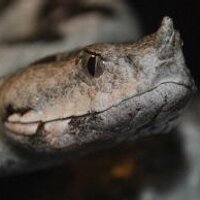 Peter Schilperoord (@casavipera) 's Twitter Profile Photo Peter Schilperoord (@casavipera) 's Twitter Profile Photo
