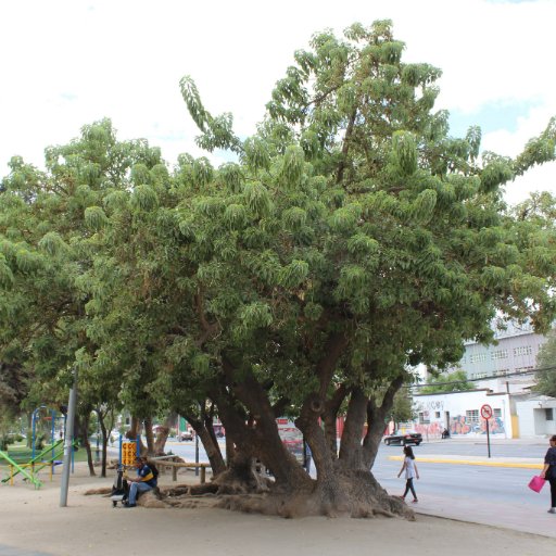 Espacio para cuidar y mantener los árboles de la comuna de San Miguel.