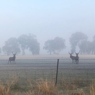 PatBarr83571720's profile picture. Director at Walsh & Blair Lawyers. Also enjoy farming at Mangoplah with my wife and kids producing wool and meat.