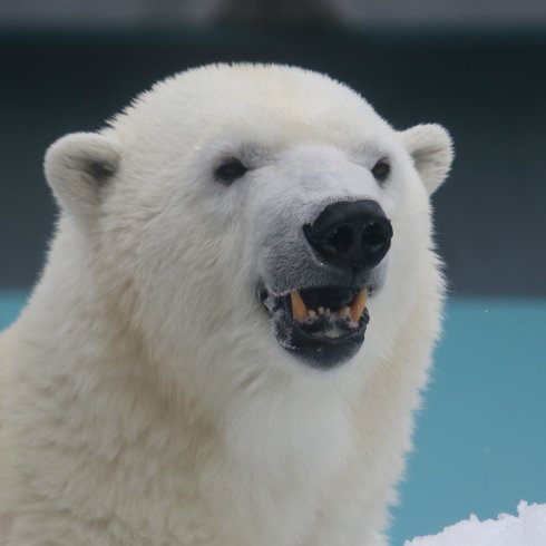 王子動物園のホッキョクグマみゆきを愛でる日々／全ホッキョクグマ、特に故郷秋田の男鹿水族館GAOで生まれたミルク&フブキ応援
https://t.co/ZlaLueShLa