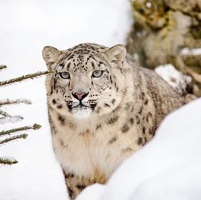 SnowLeopard0711 Profile Picture