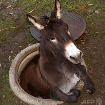 quiz_tos's profile picture. ふつつつつつつつつかものくらい