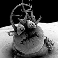 Smachel (@toblercrone) 's Twitter Profile