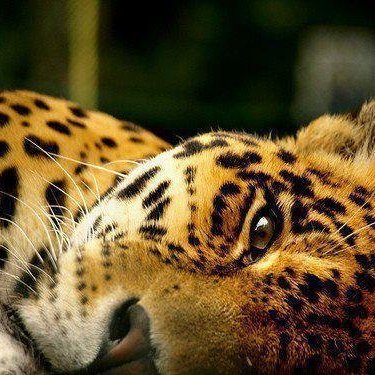 StopSportHunt's profile picture. Not promoting veganism and not against responsible hunting for subsistence. End hunting for sport and wall trophies.