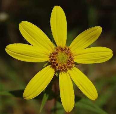 SooNanna's profile picture. 