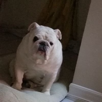 Blessed 🙏 Love My Sunshine👰 Proud Pops of 2 Awesome Kids🥰 Luv My Bulldogs 🐶🐶 n My 911🚘 Faith n Family💖Livin the Dream!!!😎🇨🇺