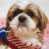 tanbe (@tasutoroman16) Twitter profile photo