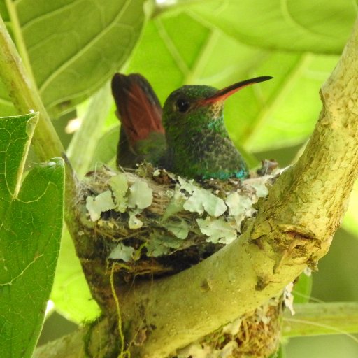 Best Place in Costa Rica for Birdwatching