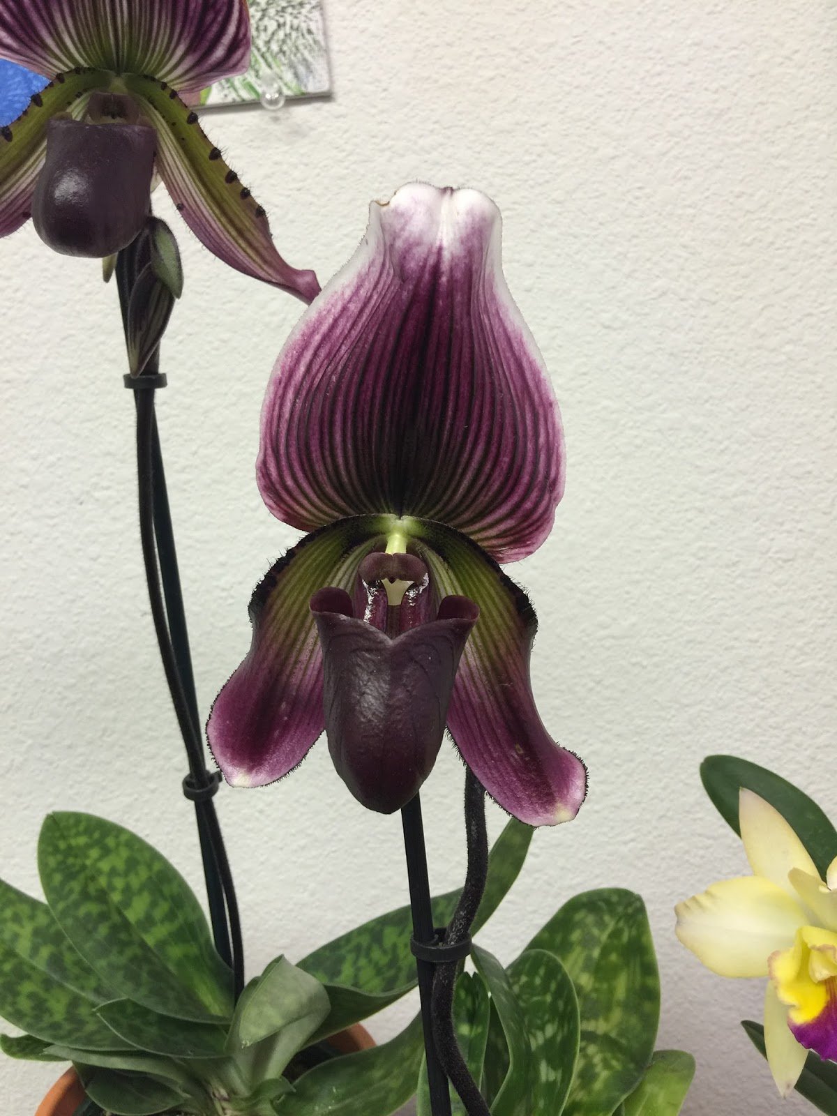 The Sonoma County Orchid Society proudly supports local growers and hobbyists connect and gush about our favorite little creatures, Orchids!