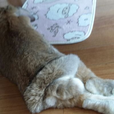 うさぎ心党シンパなちょっぴりおたく。ショックドクトリンノーサンキューです。ロップちゃんの女の子･もも🐰にしあわせもらってます。出逢いはももが3歳半くらいの時、日々可愛さ増しまし。うさぎさんのかわゆさは世界を救う。（少なくとも片隅は、ね）無言フォロー・いいね・RT失礼しております｡　