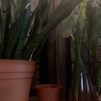 theweaver99's profile picture. Wondering in the place of wrinkled trees. ⛪︎ 🌲 🤲🏻 𝄡 🎨 📚