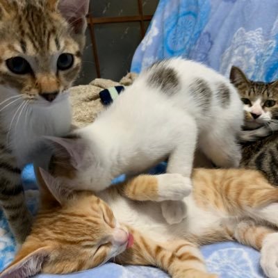 6匹の猫たちに翻弄される女 いつもと気配が違くて横を見たら おはぎが立っていました笑 立つ猫
