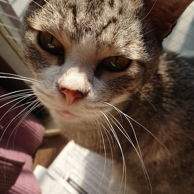 Hi_Ma01's profile picture. 基本的にゴミクソ。あとZOMBIE
猫の名前はおさしみちゃん
暴言を吐く