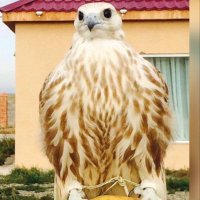 ابوثامر الجمهور (@9deitzykro2i65i) 's Twitter Profile