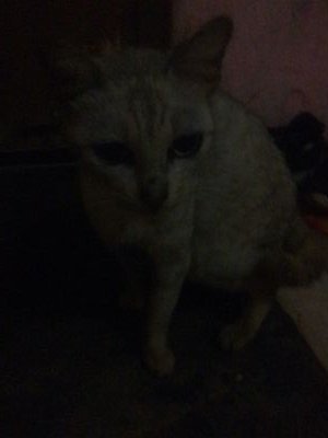 PutraSeram4's profile picture. sexx