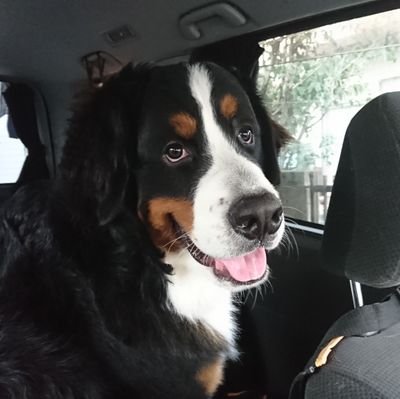 VOXY_Choco's profile picture. はじめまして 猫4匹に囲まれて楽しく生活を送っていますが
最近 長年夢見てた 大型犬を飼い始めました
犬を飼うのは ほぼ初心者の私ですが
バーニーズマウンテンドッグのオレオくんと飼い主の奮闘成長記録を気ままにアップしていきたいと思っています
愛車 ヴォクシートランスx
趣味 海釣り
          レザークラフト