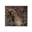 Tabby Brown - @trainpets - Twitter