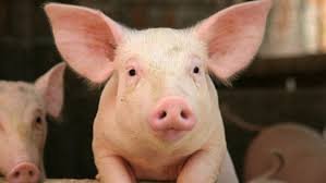 This is account for NCSU AEE311-601.  It is used to help to stop the lawsuits affecting our commercial hog industry by educating the public!
