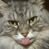 マシャペイ（ラーメン屋スタッフ） (@surf_aki_photo) 's Twitter Profile Photo