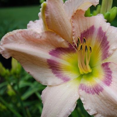 Official feed for the American Daylily Society #daylily