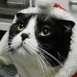 猫ノル3スコ3保護猫1の7匹と暮らしてます。アクアリスト。☆ 更新なしブログ2つ「ろくにゃんこ」→http//bakenekoblog.seesaa.net 
 「ミュウとの想い出」→https://t.co/Nn6DeJn4QG