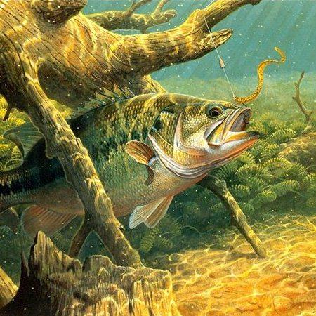 ohotatv's profile picture. Все об охоте и рыбалке на видео