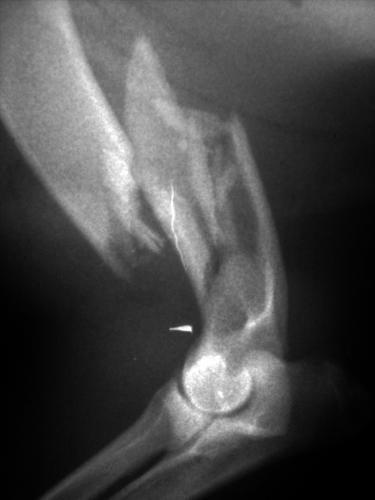 Blog criado pelo Dr. André Carneiro. Informa e troca ideias sobre o mundo da cirurgia veterinária, além de fotos de procedimentos realizados em sua rotina.