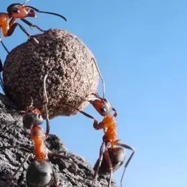 caktar5's profile picture. 