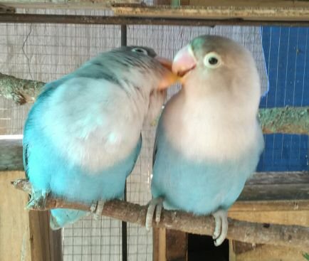 globallupiz's profile picture. berikan manfa'at bagi yg lain