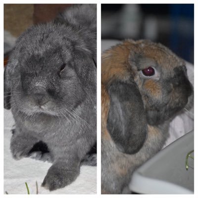 PoopyBuhda-sweet & cuddly 10.5yo mini lop. Older brofur to @AwesomeNinNin SanjiBeau, Luffy & Sabo. ❤️ We miss PB so much. 🐰🌈