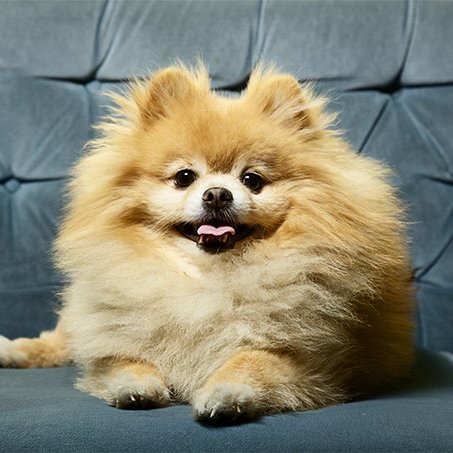 🐶 Daily pomeranian dog pictures 🐶 New 🐶🐕🐩 everyday ❤️ DM for Shoutouts | Credits | Removal 📣