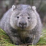 I’m The Combat Wombat, hate injustice, love movies, music, horror, good food and people who dare to be themselves. Kidney receiver. Gigglemug. ENFP.